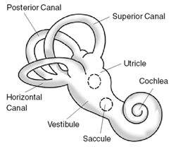 Diagram of the ear