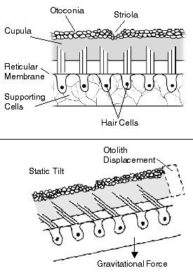 Diagram explaining how hairs in the ear work.